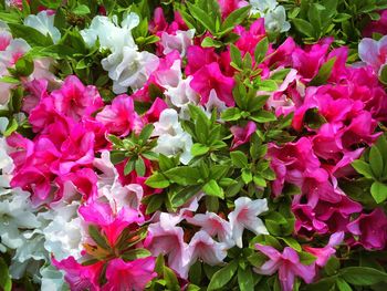 Full frame shot of pink flowers