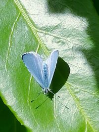 Close-up of insect on leaf