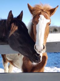 Close-up of two horses in ranch