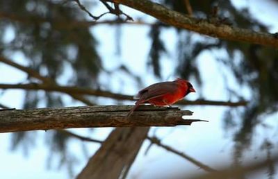 Bird perching on branch