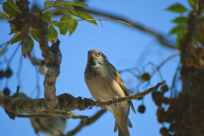 Low angle view of bird perching on branch