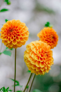 Close-up of orange flower