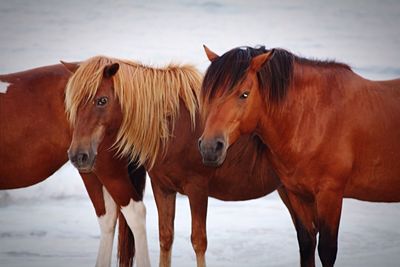 Close-up of horse