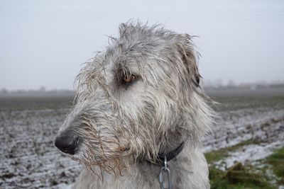 Close-up of white hairy dog looking away on land