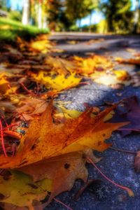 Close-up of autumn leaves on field