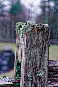 Close-up of tree stump