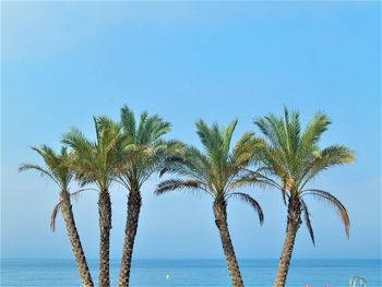 Palm trees by sea against clear blue sky