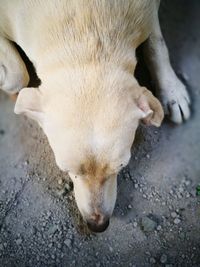 High angle view of dog on street