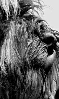 Close-up portrait of dog