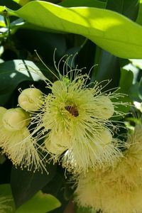 Close-up of flowers