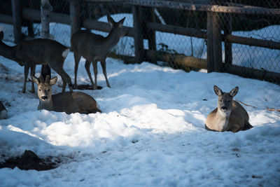 View of deer on snow covered field