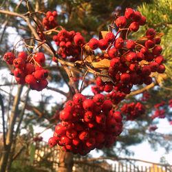 Close-up of red berries growing on tree