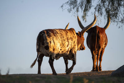 View of deer on field against sky