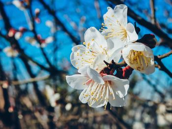 Close-up of apple blossoms in spring