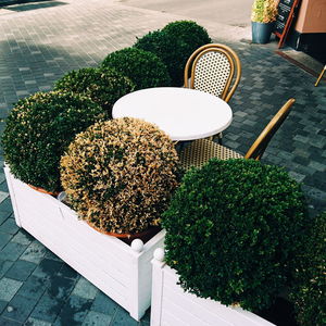 High angle view of potted plant on table