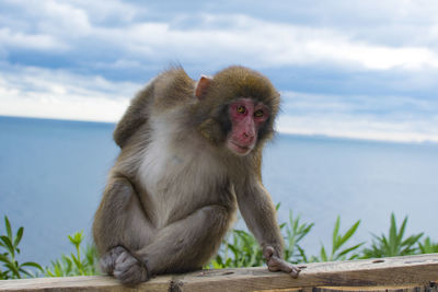 Portrait of monkey sitting on railing