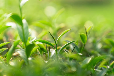 Close-up of plant growing on field