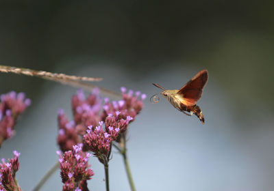 African hummingbird hawk-moth macroglossum trochilus pollinating a flower