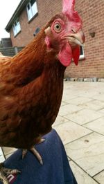 livestock