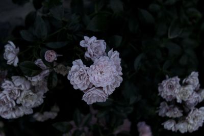Close-up of hydrangea flowers blooming in garden