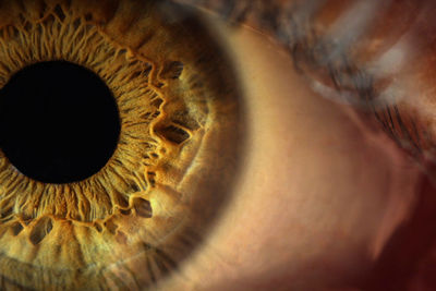 Macro shot of human eye