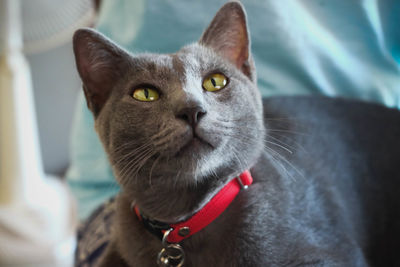 Close-up portrait of a cat