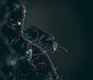 Close up view of black scoliidae wasps. texture background. macro photography. selective focus