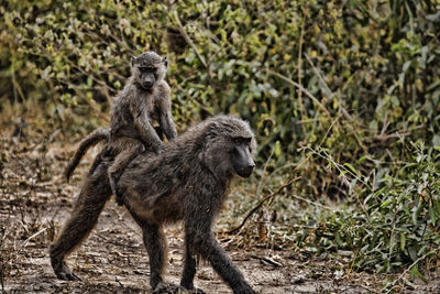 Monkeys on ground