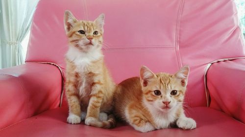 Portrait of kitten sitting at home