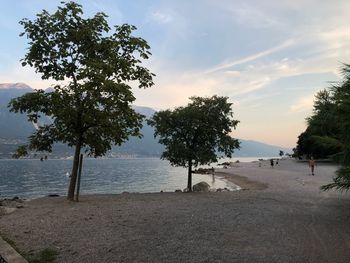 Trees on beach against sky during sunset