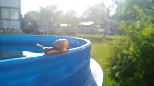 Close-up of crab by swimming pool