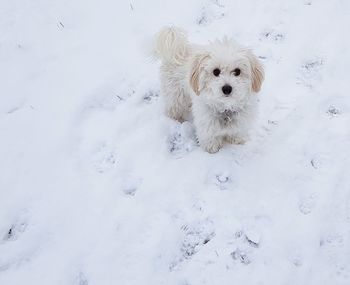 Portrait of dog on snow covered land