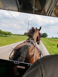 Horse riding motorcycle on road