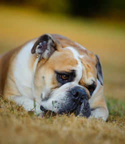 Close-up portrait of a dog resting on field