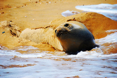 View of elephant seal