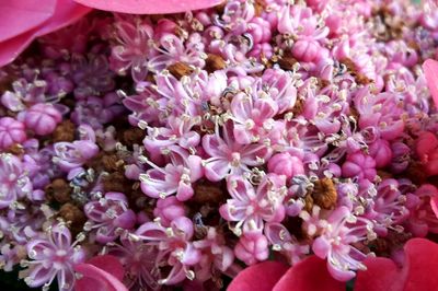 High angle view of pink flowering plants