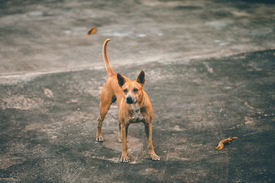 High angle view of dog running on landscape