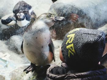 Close-up of penguin on rock in zoo