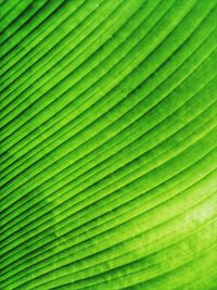 Full frame shot of palm banana leaf