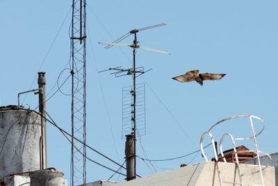 Low angle view of seagull against sky