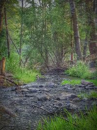 Trees in forest