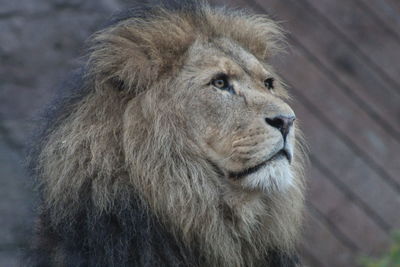 Close-up of a lion looking away