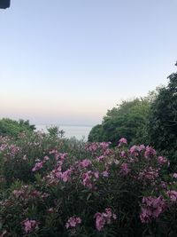 Pink flowering plants by trees against sky