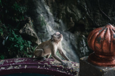 Monkey sitting on rock