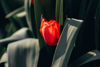 Close-up of red rose