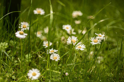 Close-up of white daisy flowers on field