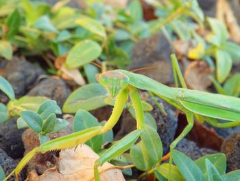 Close-up of plant