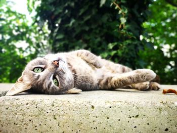 Close-up portrait of a cat resting