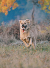 Portrait of dog on grass