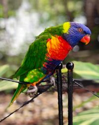 Close-up of rainbow lorikeet perching on gate